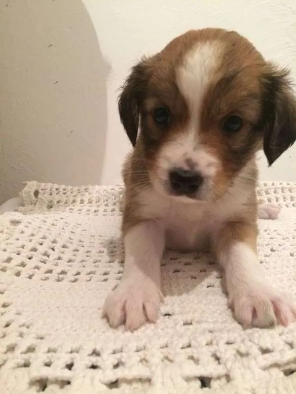 Cachorro ra a Vira-Lata idade Abaixo de 2 meses nome Sem nome