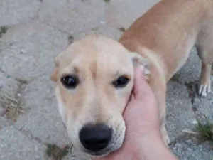 Cachorro raça Labrador idade 2 a 6 meses nome Jade