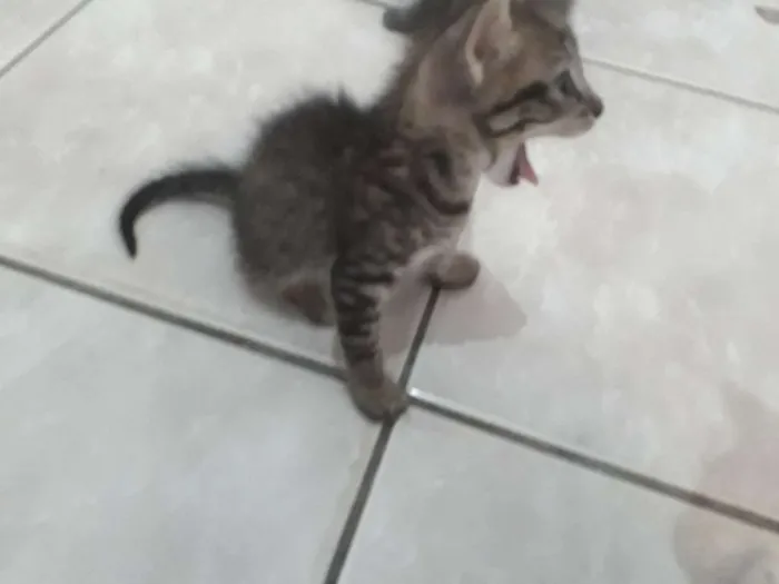 Gato ra a  idade 2 a 6 meses nome Sem nome