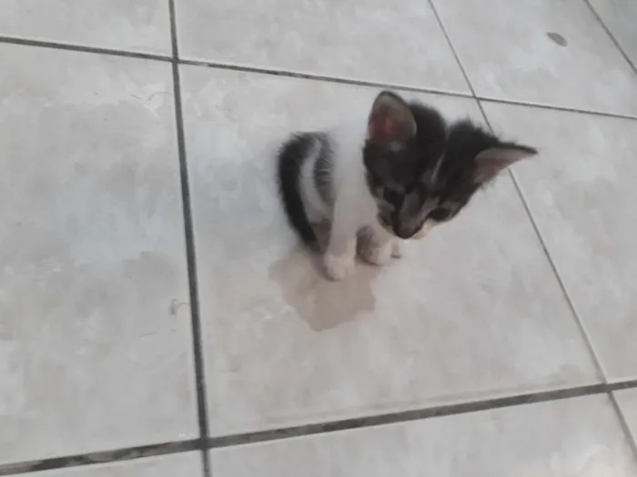 Gato ra a  idade 2 a 6 meses nome Sem nome