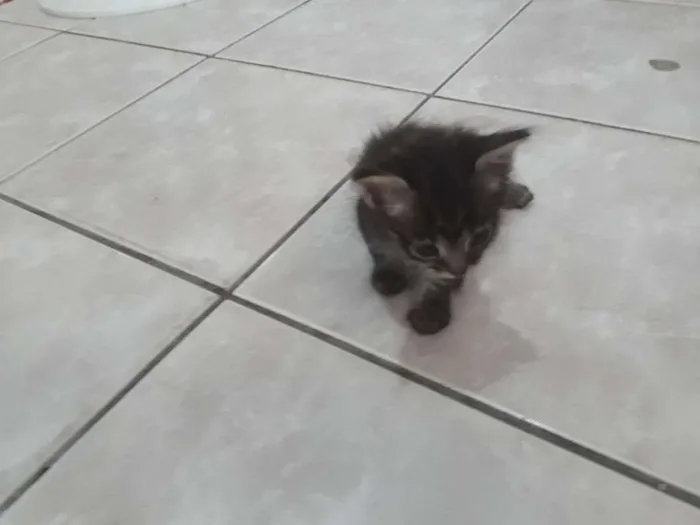 Gato ra a  idade 2 a 6 meses nome Sem nome