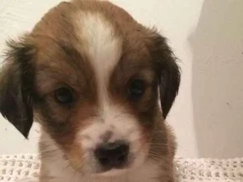 Cachorro ra a Vira-Lata idade Abaixo de 2 meses nome Sem nome