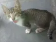 Gatos
