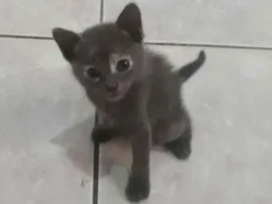 Gato raça  idade 2 a 6 meses nome Sem nome
