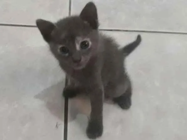 Gato ra a  idade 2 a 6 meses nome Sem nome