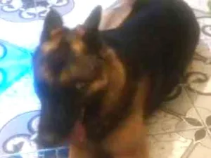 Cachorro raça Pastor Alemão idade 4 anos nome Juma