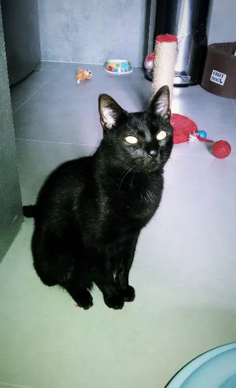 Gato ra a Sia-Lata idade 1 ano nome EROS 