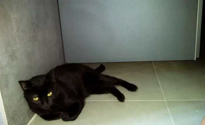 Gato ra a Sia-Lata idade 1 ano nome EROS 