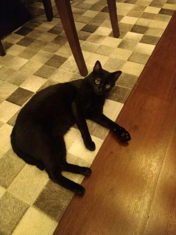 Gato ra a Sia-Lata idade 1 ano nome EROS 