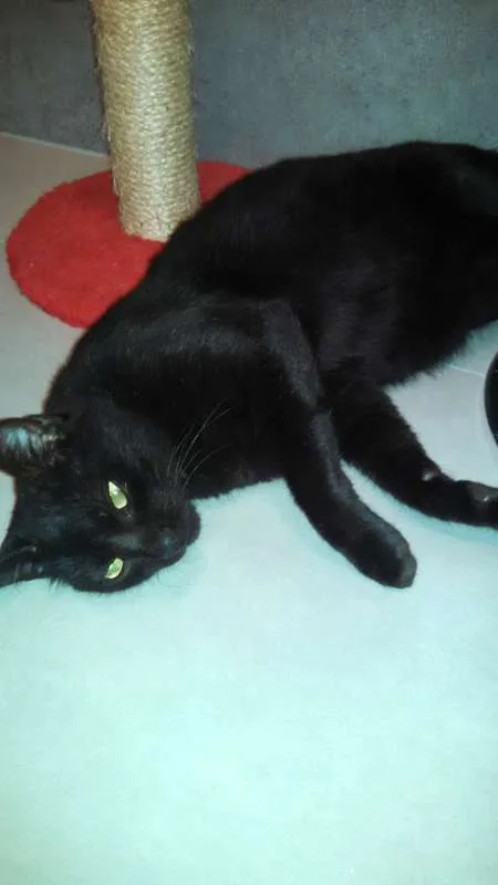 Gato ra a Sia-Lata idade 1 ano nome EROS 