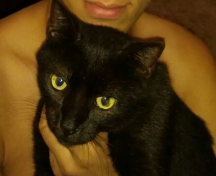 Gato ra a Sia-Lata idade 1 ano nome EROS 