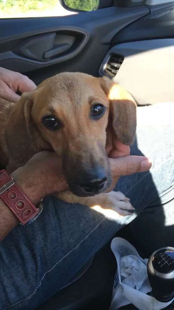 Cachorro raça SRD idade 1 ano nome Adelaide