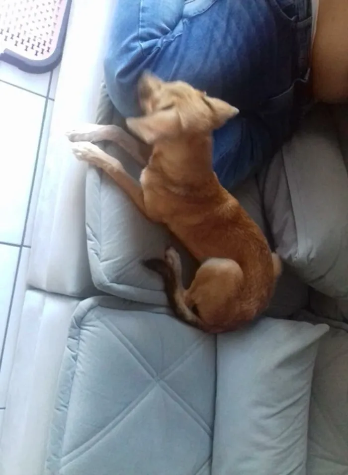 Cachorro raça SRD idade 1 ano nome Adelaide