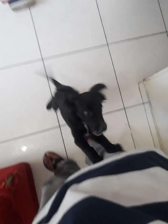 Cachorro ra a  idade 2 a 6 meses nome Hana