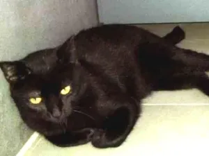 Gato raça Sia-Lata idade 1 ano nome EROS 