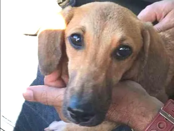 Cachorro raça SRD idade 1 ano nome Adelaide