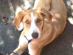 Cachorro raça SRD idade 7 a 11 meses nome Pitoco
