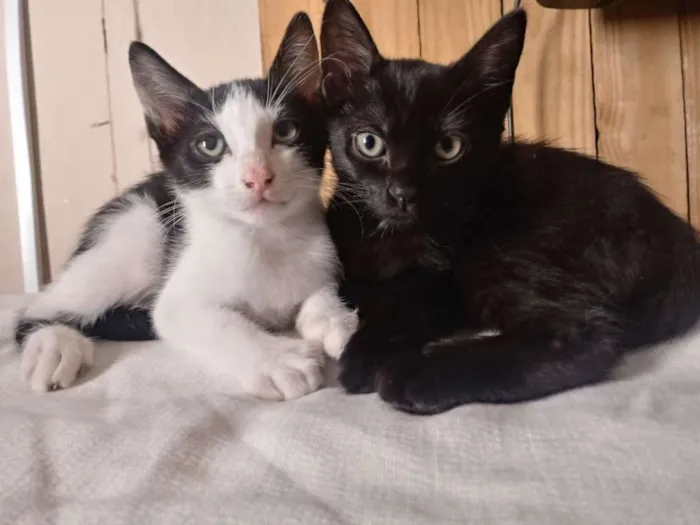 Gato ra a Indefinido idade 2 a 6 meses nome Indefinido