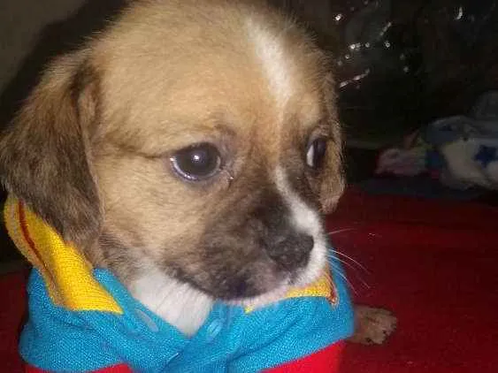 Cachorro ra a Mix de Shitzu com srd idade Abaixo de 2 meses nome Will