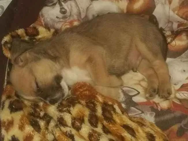 Cachorro ra a Mix de Shitzu com srd idade Abaixo de 2 meses nome Will