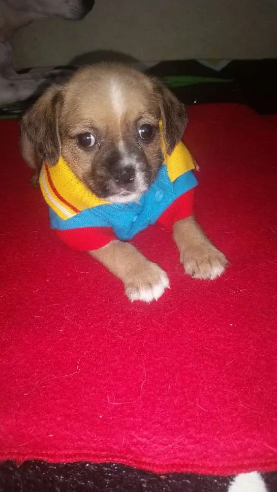 Cachorro ra a Mix de Shitzu com srd idade Abaixo de 2 meses nome Will