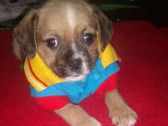 Cachorro ra a Mix de Shitzu com srd idade Abaixo de 2 meses nome Will