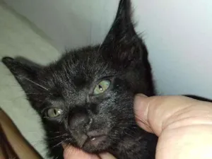 Gato raça Não definida idade 2 a 6 meses nome Faísca
