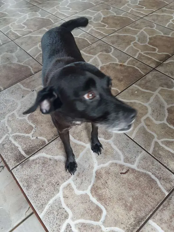 Cachorro ra a SRD idade 5 anos nome Luna