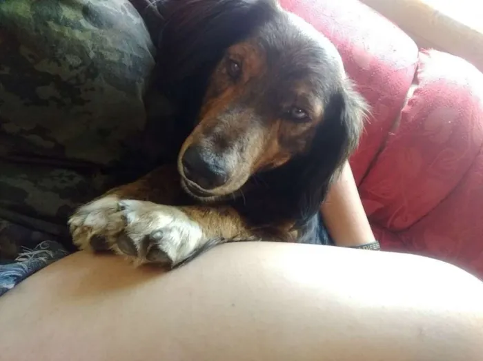 Cachorro ra a  idade 2 anos nome Marley