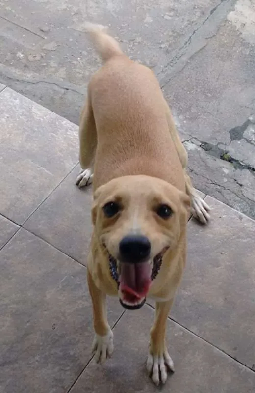 Cachorro ra a desconhecida idade 7 a 11 meses nome Pipoca