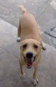Pipoca