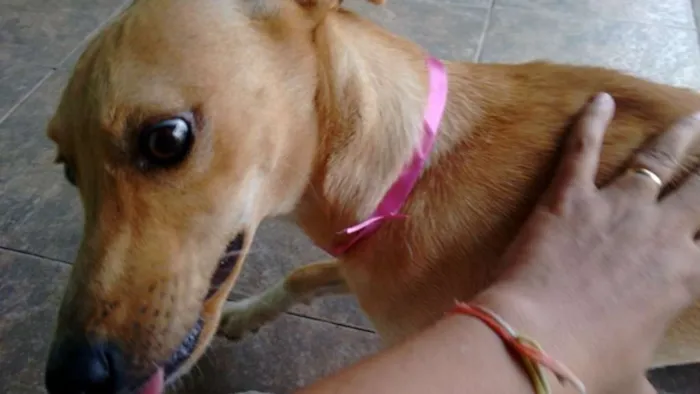 Cachorro ra a desconhecida idade 7 a 11 meses nome Pipoca