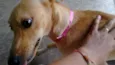 Pipoca