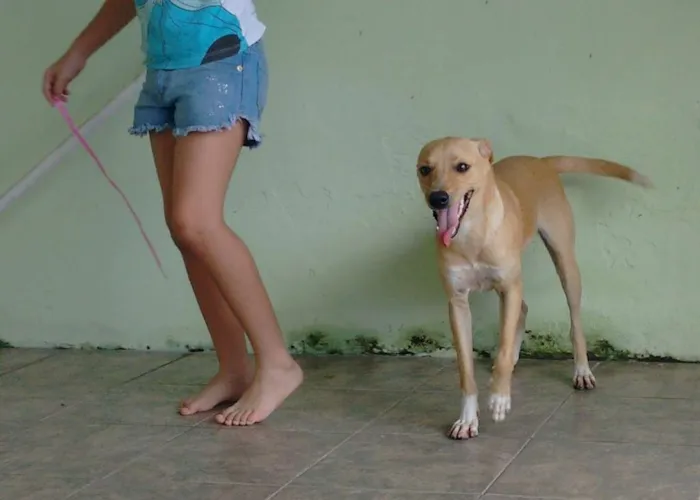 Cachorro ra a desconhecida idade 7 a 11 meses nome Pipoca