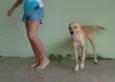 Pipoca
