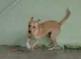 Pipoca