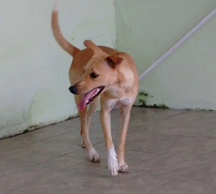 Cachorro ra a desconhecida idade 7 a 11 meses nome Pipoca
