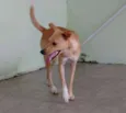 Pipoca