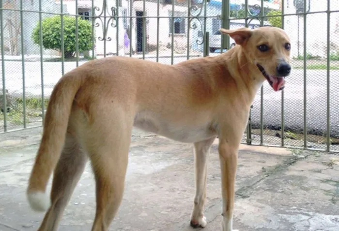 Cachorro ra a desconhecida idade 7 a 11 meses nome Pipoca