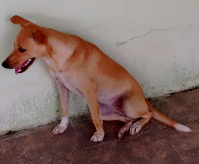 Cachorro ra a desconhecida idade 7 a 11 meses nome Pipoca