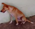 Pipoca