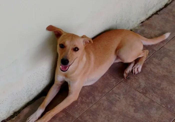Cachorro ra a desconhecida idade 7 a 11 meses nome Pipoca