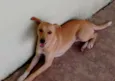 Pipoca