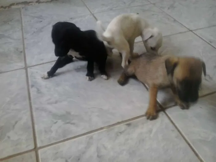 Cachorro raça SRD idade 2 a 6 meses nome s/nome