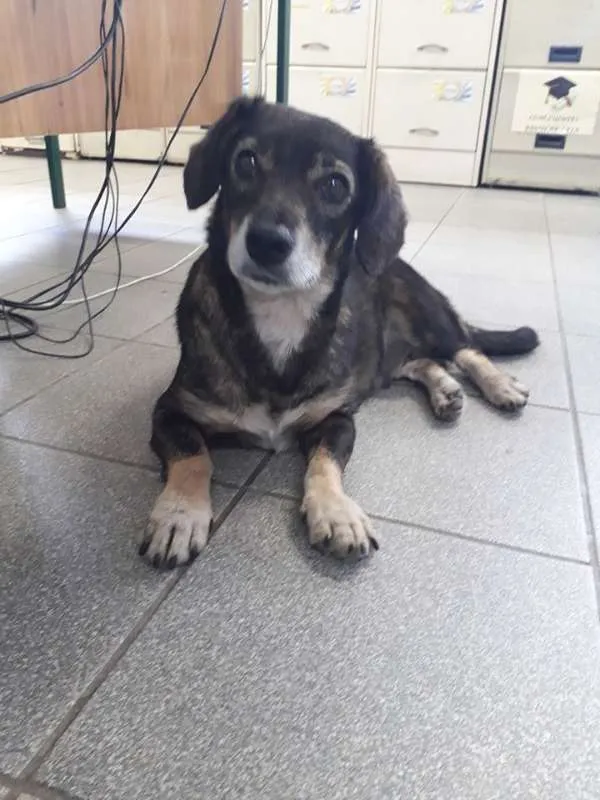 Cachorro ra a srd idade 4 anos nome mayara