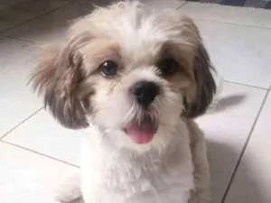 Cachorro raça Shih Tzu idade 2 a 6 meses nome Amora