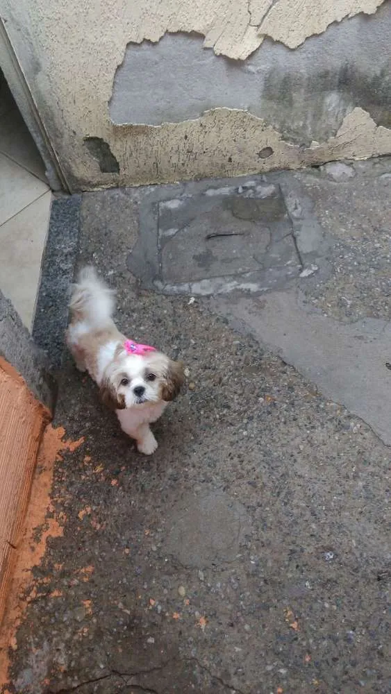 Cachorro ra a Shih Tzu idade 2 a 6 meses nome Amora