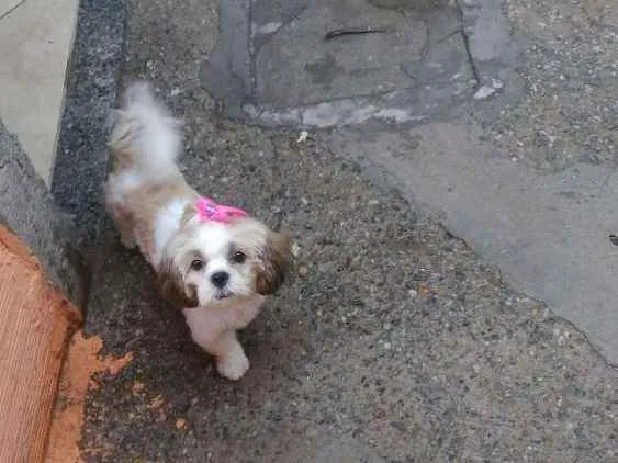 Cachorro ra a Shih Tzu idade 2 a 6 meses nome Amora