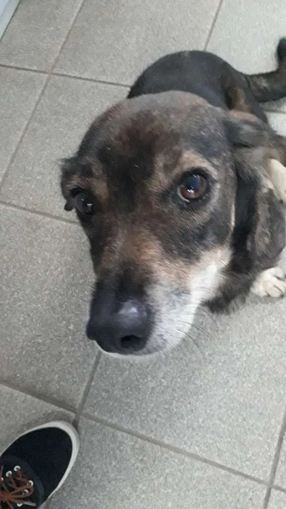 Cachorro ra a srd idade 4 anos nome mayara