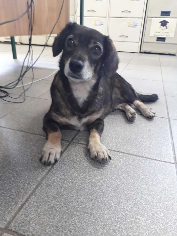 Cachorro ra a srd idade 4 anos nome mayara